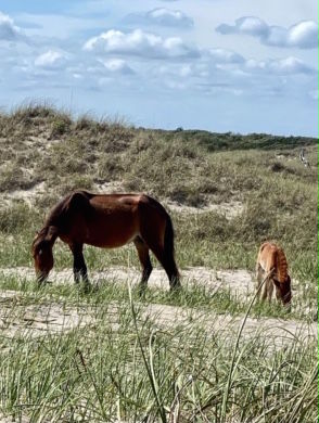 NPS seeks information on tourists who harassed wild horse